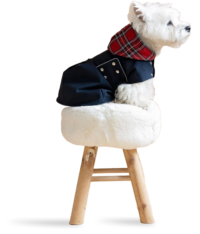 Dog on stool