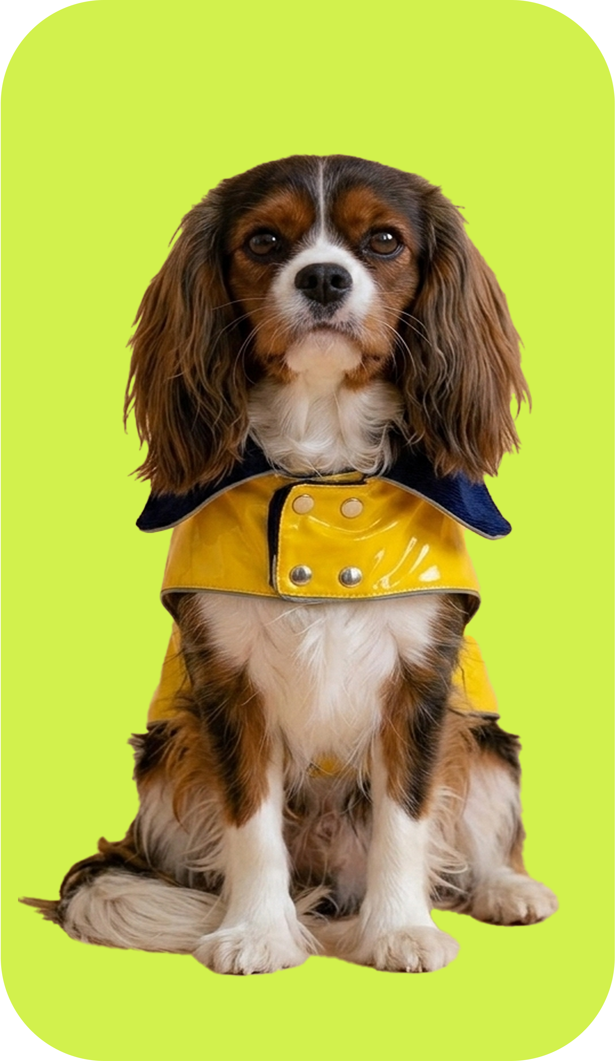 Dog in vest